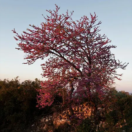 Vina Zarzarrosa אכסניה *